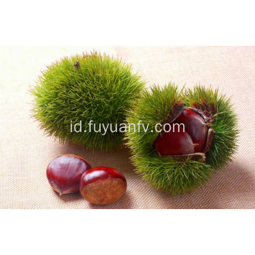 Tanaman Baru Segar Harga Yang Baik Lezat Chestnut